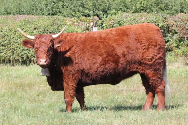 TOUTOUNE FR1542035291 – Lot 407
