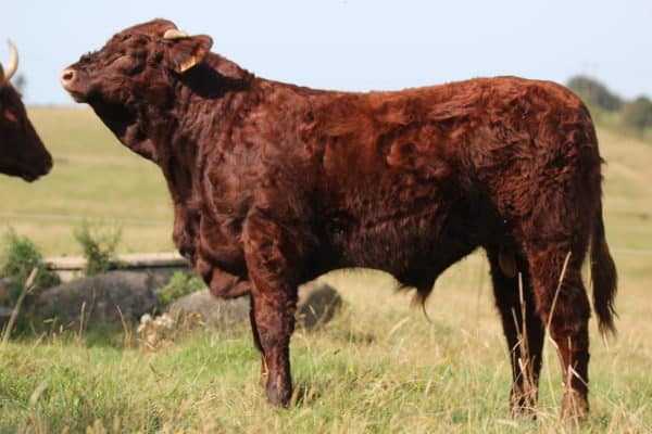 VICTOR FR1544115631 – Lot 410 - Image 3
