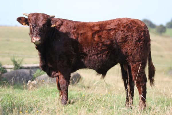 VICTOR FR1544115631 – Lot 410