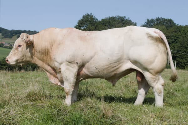 ROCKFELLER – Lot 411