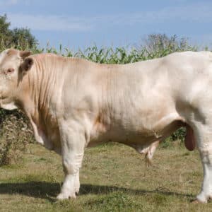 URUGUAY - Lot 412