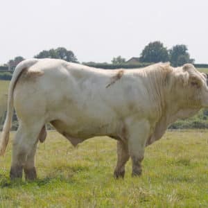ULTIME - Lot 413
