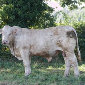 UKAR - LOT 415