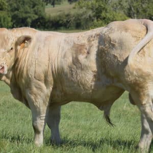 VARTAN P - Lot 417