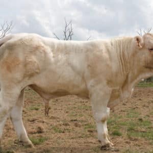 VICOMTE P - Lot 418