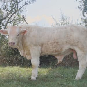 VELOURS - Lot 421
