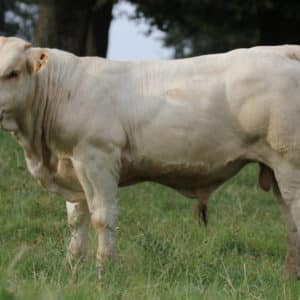 VOLTAIRE - Lot 422