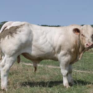 VABOU - Lot 425