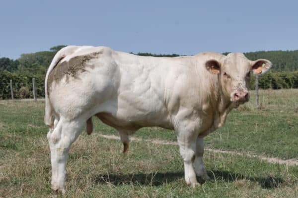 VABOU – Lot 425