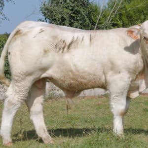 VERDUN - Lot 426
