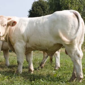 ULTRACHIC - Lot 414
