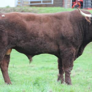 SOCRATE - Lot 430